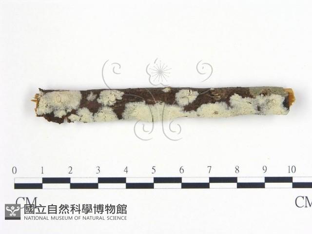 登錄號:F0020029藏品圖，第1張