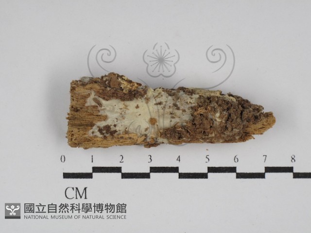 登錄號:F0030029藏品圖，第1張