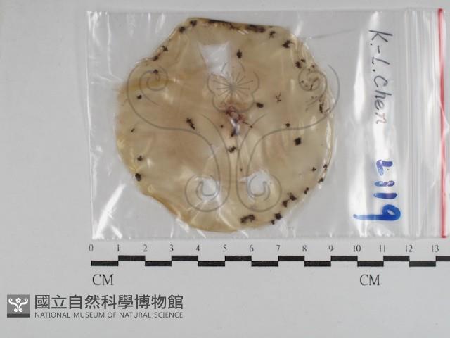登錄號:F0031029藏品圖，第1張