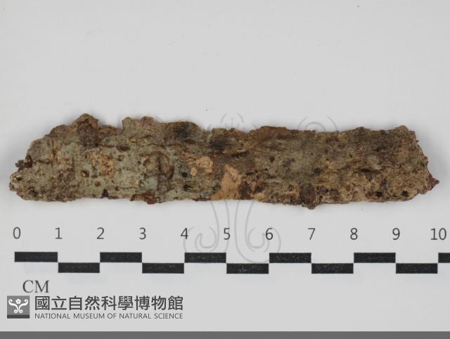 顯絲菌屬藏品圖，第1張