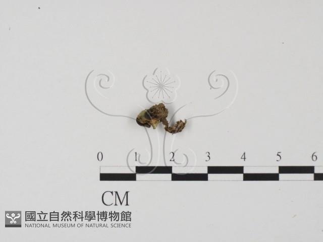 登錄號:F0022029藏品圖，第1張