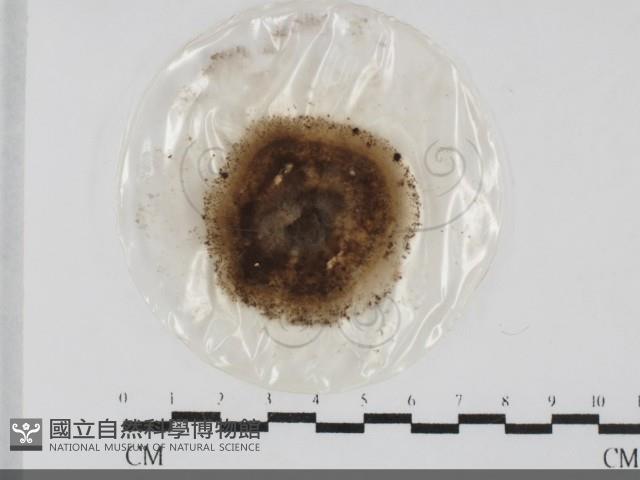登錄號:F0032029藏品圖，第1張