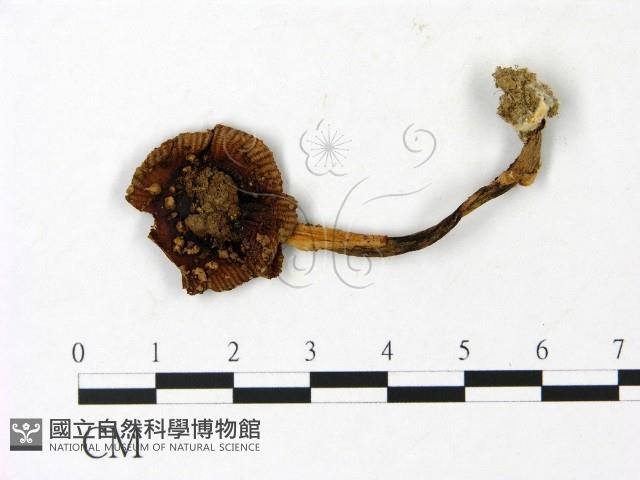 登錄號:F0023029藏品圖，第1張