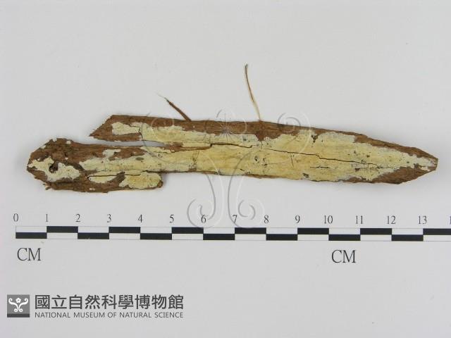 登錄號:F0020329藏品圖，第1張