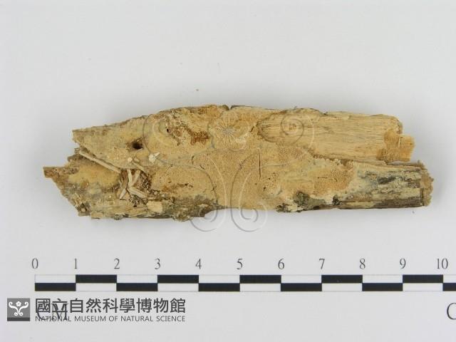 登錄號:F0010329藏品圖，第1張