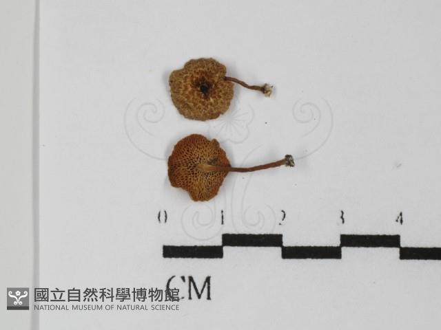 登錄號:F0031329藏品圖，第1張