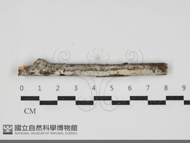 絲皮菌屬藏品圖，第1張