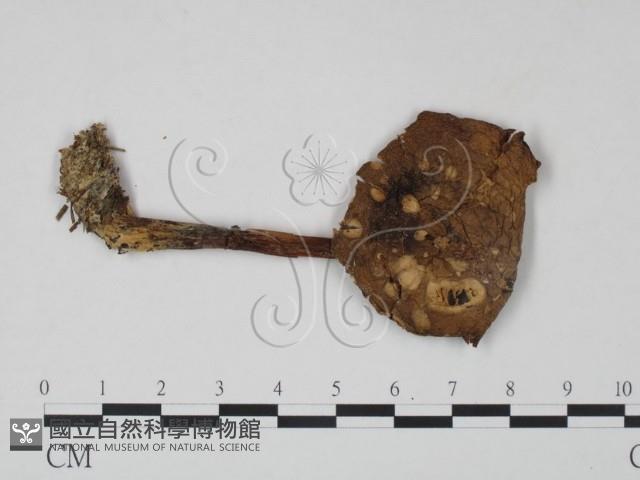 登錄號:F0022329藏品圖，第1張