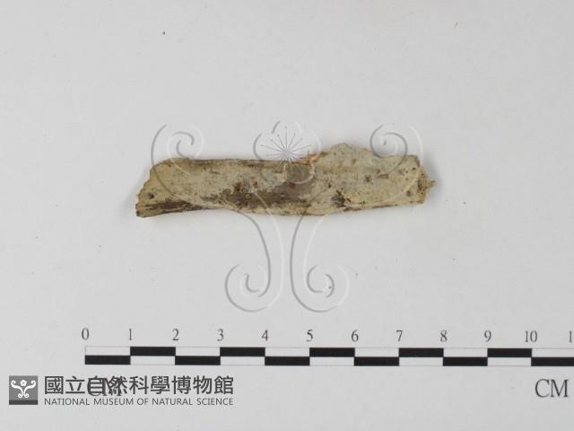 登錄號:F0025329藏品圖，第1張