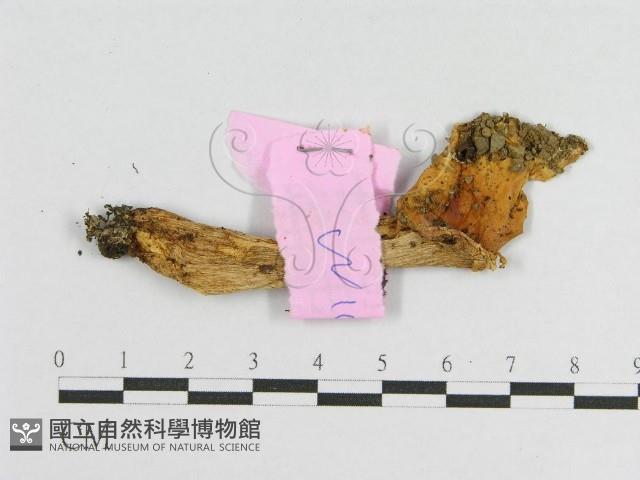 登錄號:F0013329藏品圖，第1張