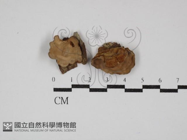 韌革菌屬藏品圖，第1張