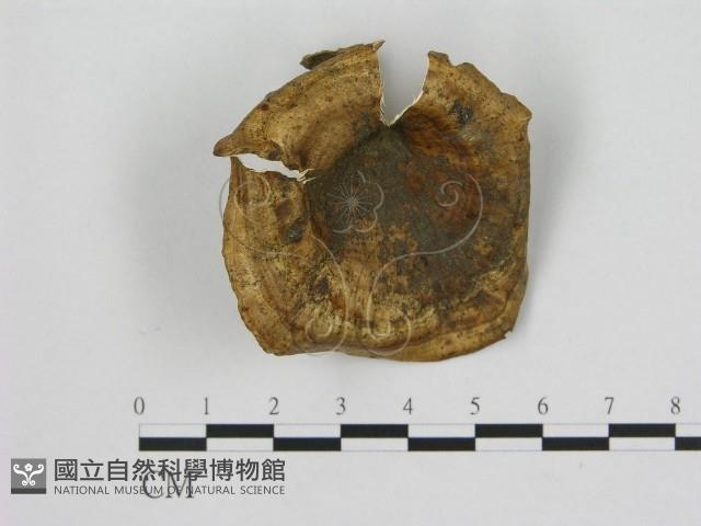 黄柄小孔菌藏品圖，第1張