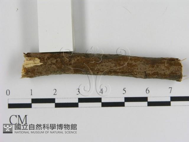 刺革菌屬藏品圖，第1張