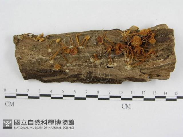 登錄號:F0010809藏品圖，第1張