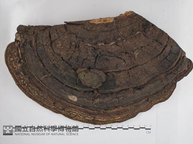 登錄號:F0030809藏品圖，第1張