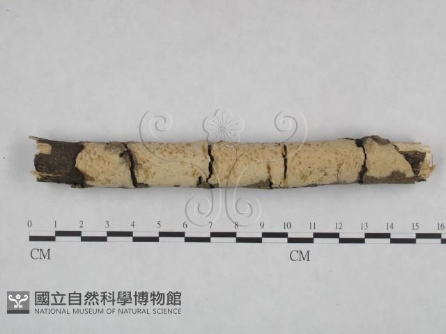 登錄號:F0021809藏品圖，第1張