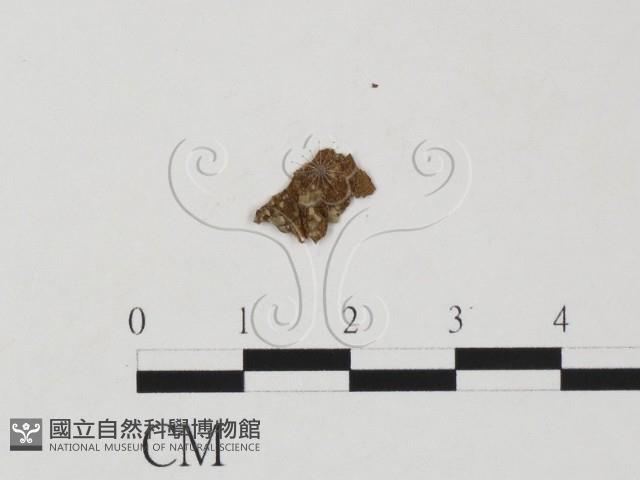 登錄號:F0011809藏品圖，第1張