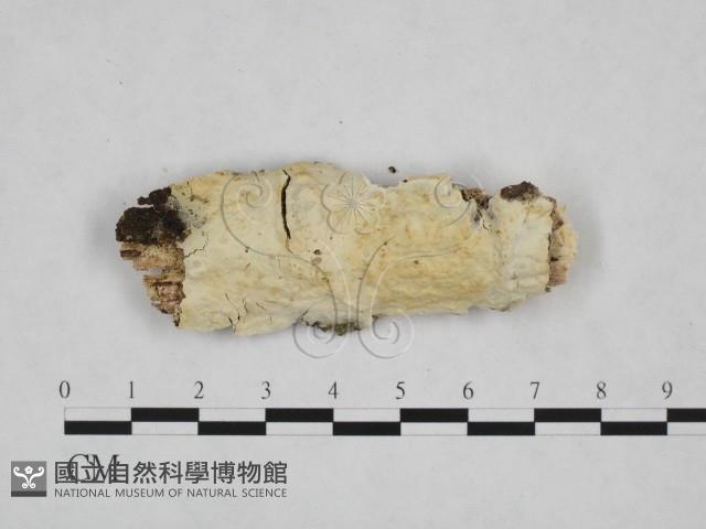 登錄號:F0024809藏品圖，第1張