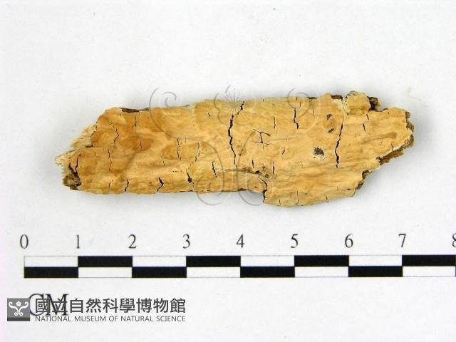 顯絲菌屬藏品圖，第1張