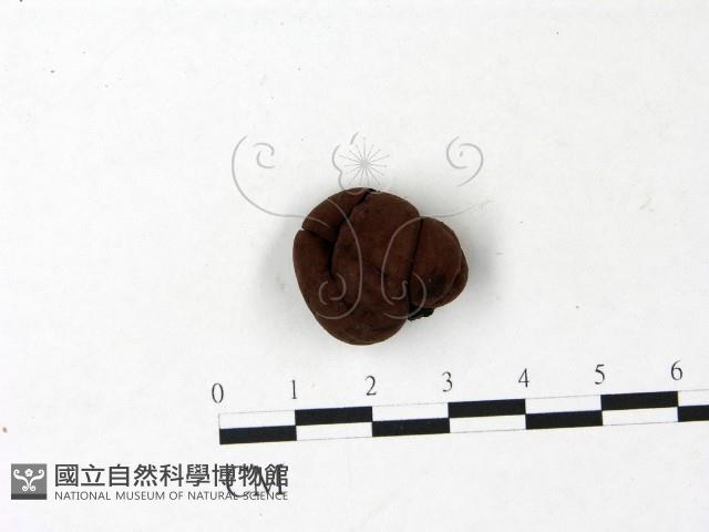 登錄號:F0022809藏品圖，第1張