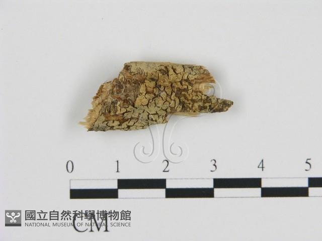 登錄號:F0002809藏品圖，第1張