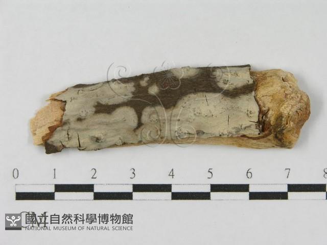 登錄號:F0012809藏品圖，第1張