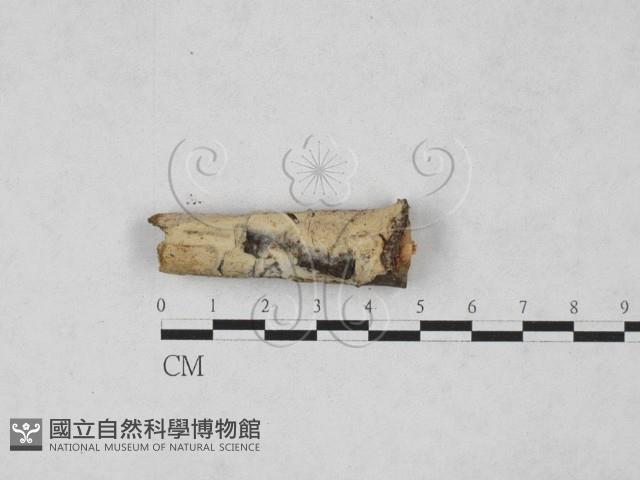 登錄號:F0027809藏品圖，第1張