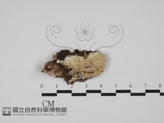 登錄號:F0029809藏品圖，第1張