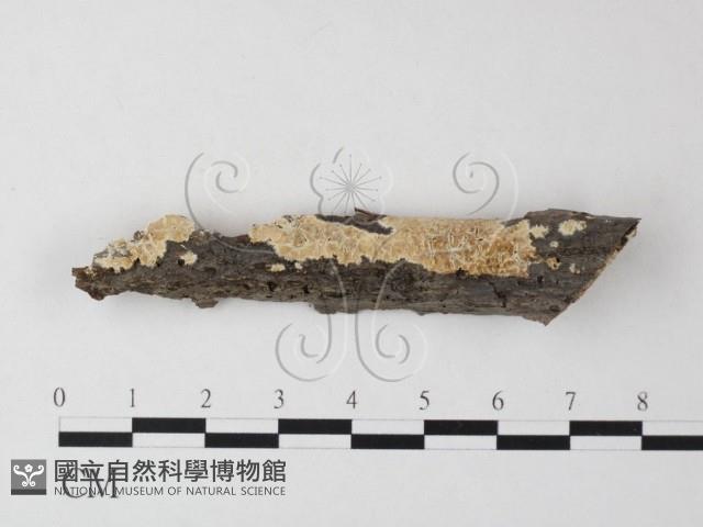 登錄號:F0023809藏品圖，第1張
