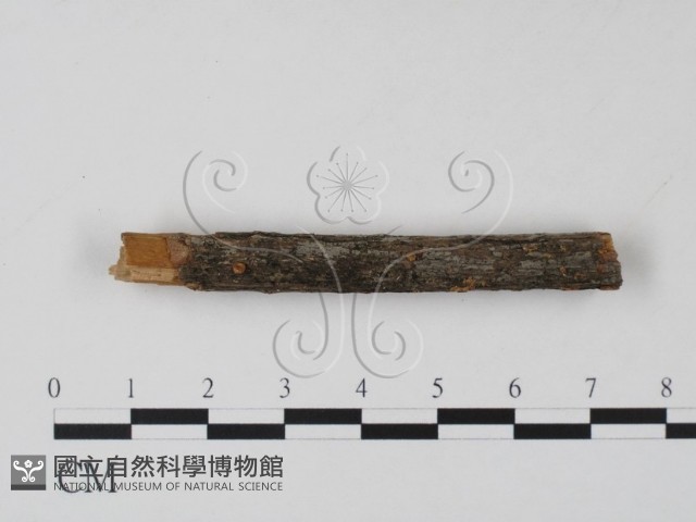 登錄號:F0013809藏品圖，第1張