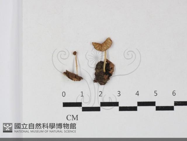 微皮傘屬藏品圖，第1張