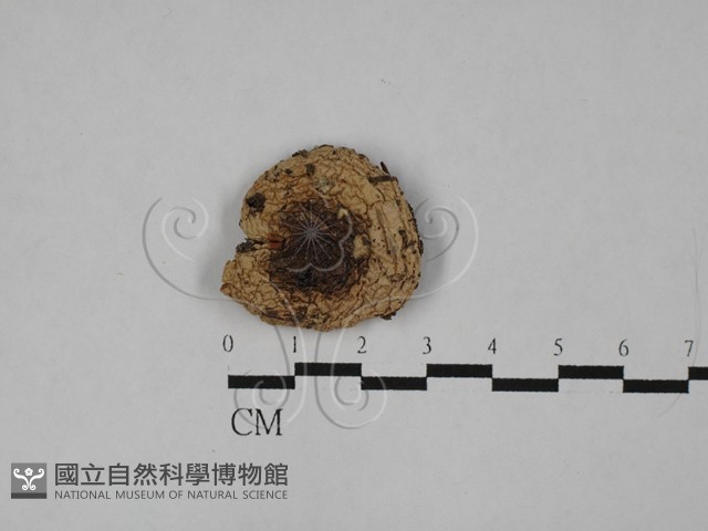 登錄號:F0028909藏品圖，第1張