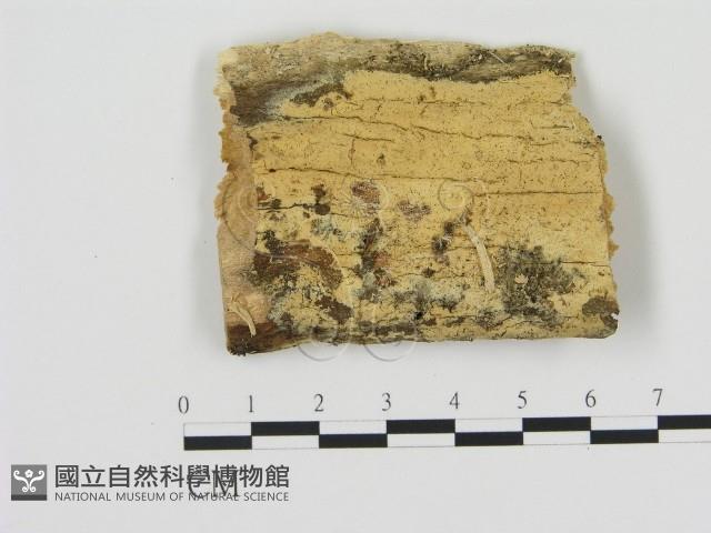 登錄號:F0000909藏品圖，第1張