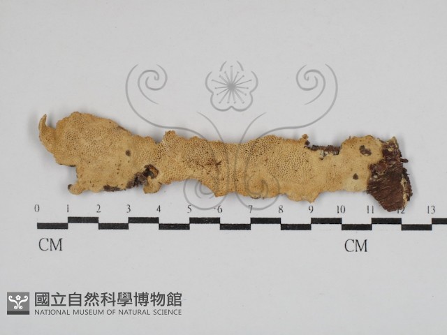 登錄號:F0030909藏品圖，第1張