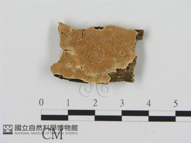 登錄號:F0006909藏品圖，第1張