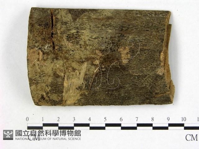 登錄號:F0016909藏品圖，第1張