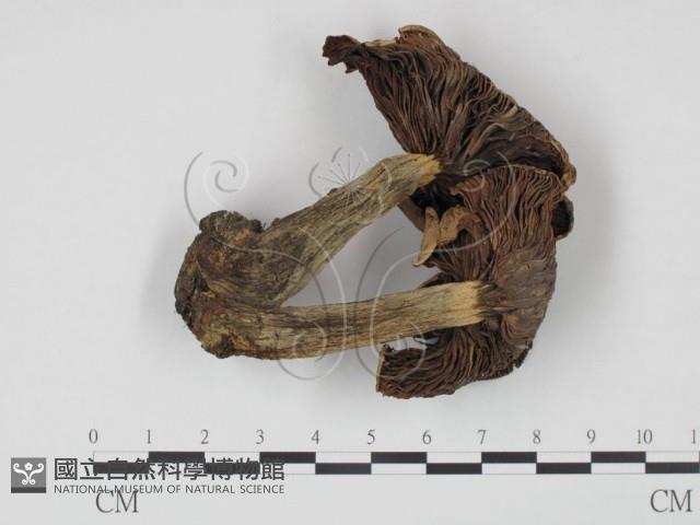 登錄號:F0021909藏品圖，第1張