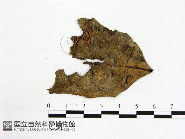 登錄號:F0001909藏品圖，第1張