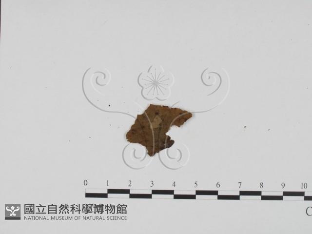 登錄號:F0011909藏品圖，第1張