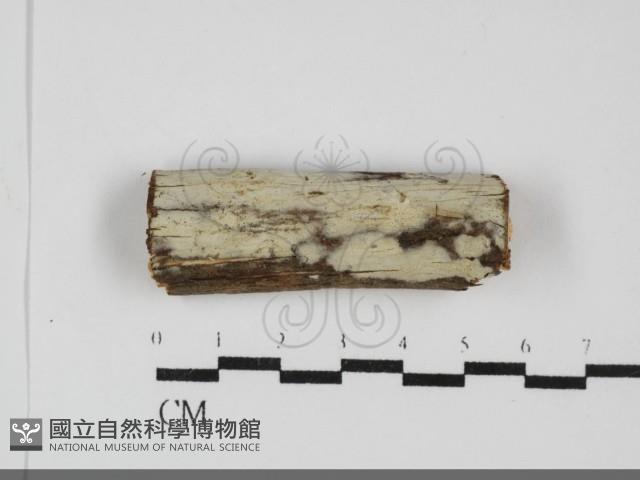 登錄號:F0031909藏品圖，第1張