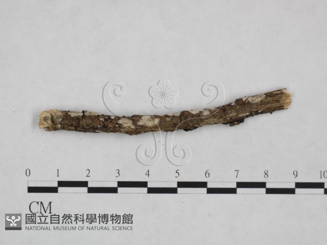 射脈菌屬藏品圖，第1張