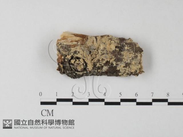 登錄號:F0014909藏品圖，第1張