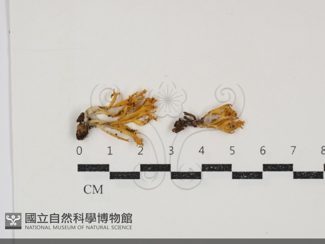 登錄號:F0034909藏品圖，第1張