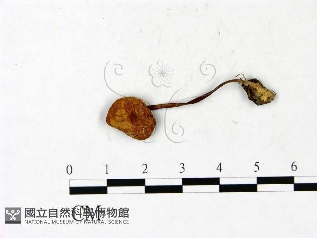 登錄號:F0022909藏品圖，第1張