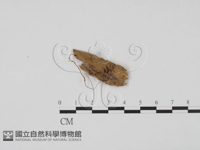 登錄號:F0012909藏品圖，第1張