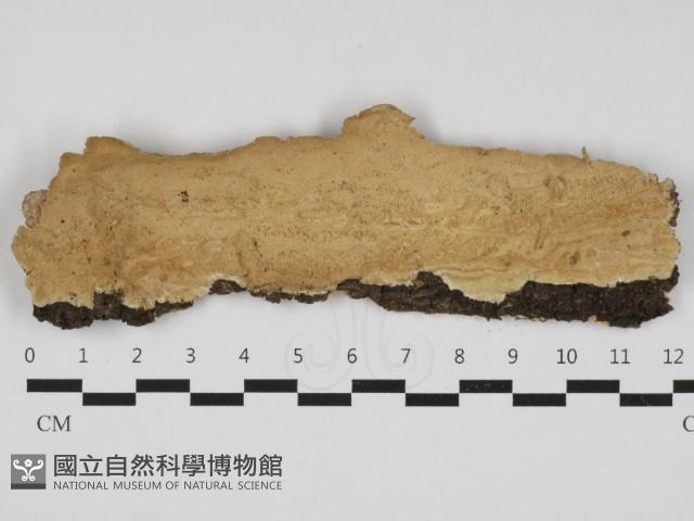 登錄號:F0032909藏品圖，第1張