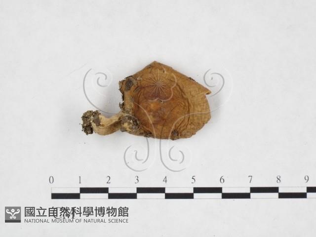 登錄號:F0025909藏品圖，第1張