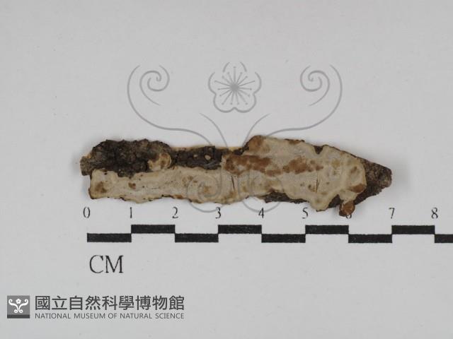 登錄號:F0029909藏品圖，第1張