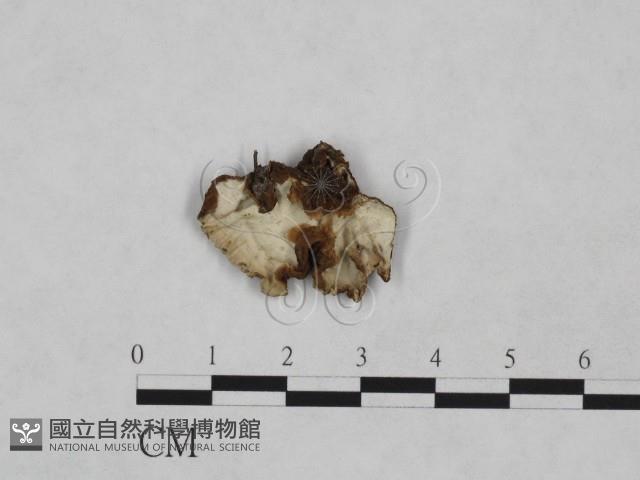 登錄號:F0023909藏品圖，第1張
