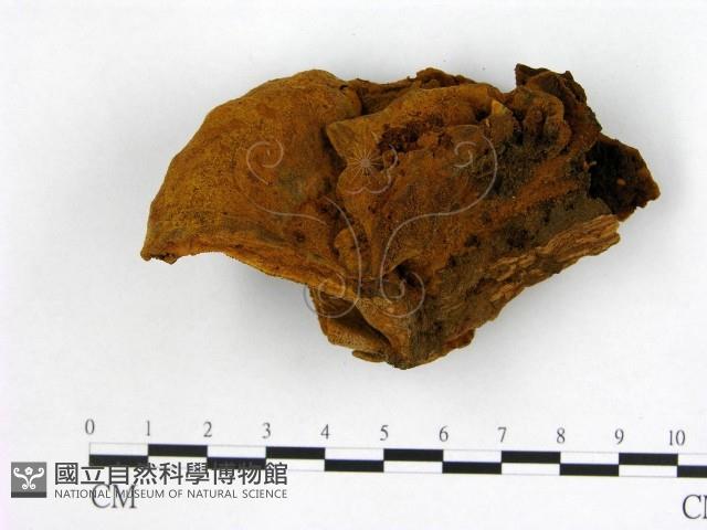 登錄號:F0003909藏品圖，第1張